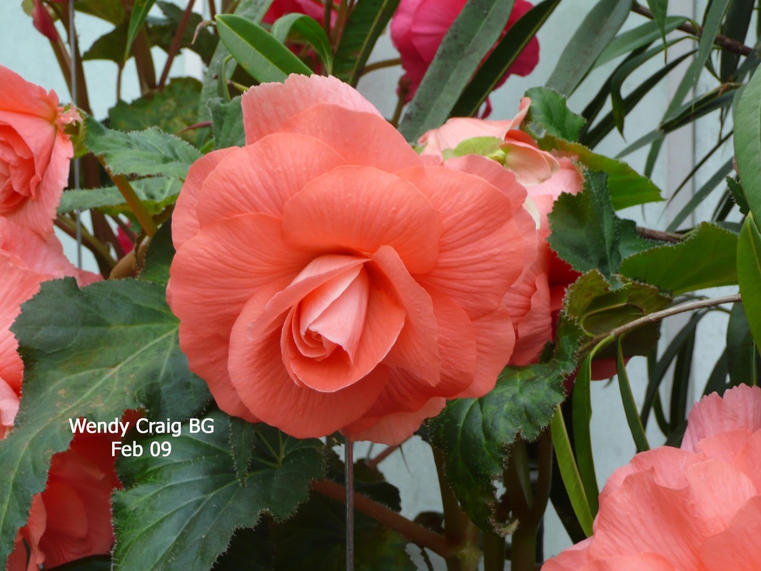 B. ‘Wendy Craig’